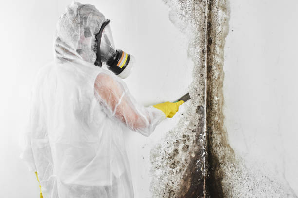 Trusted Lacoste, TX Mold Removal Experts